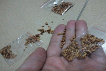 玫瑰花怎么种