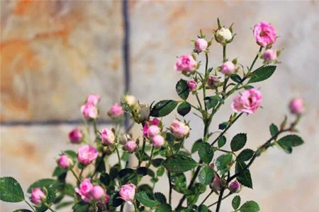 小玫瑰花怎么养
