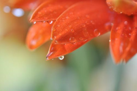 非洲菊怎么养