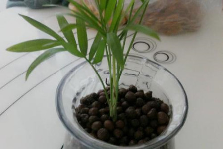 凤尾竹怎么繁殖