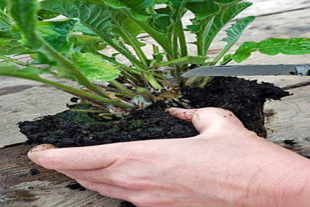 非洲菊怎么繁殖
