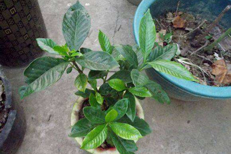 栀子花怎么剪枝