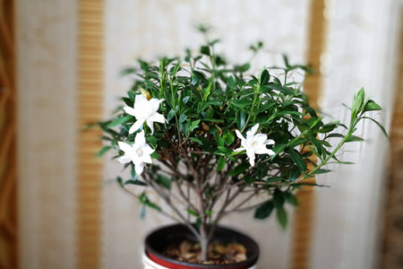 栀子花怎么剪枝