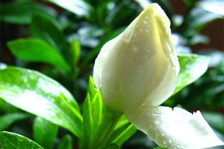 栀子花有虫子了解决办法