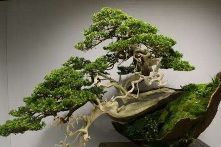 福建茶盆景怎么养