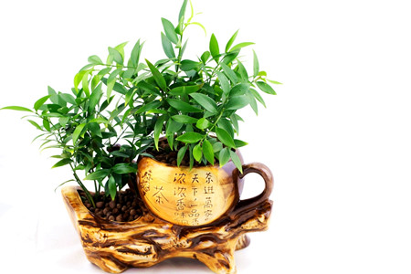 平安竹怎么养才能更旺盛