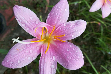 风雨兰怎么养