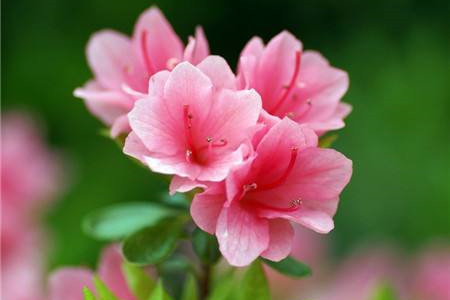 杜鹃花怎么过冬