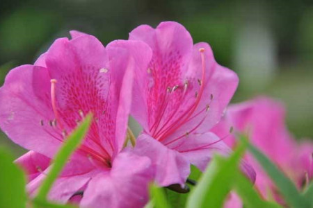 杜鹃花怎么过冬