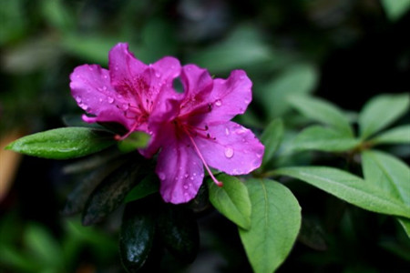 杜鹃花怎么过冬