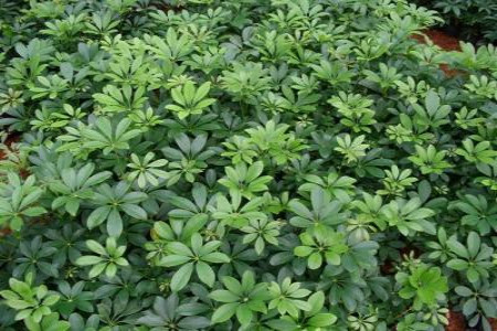 什么植物适合放在卧室