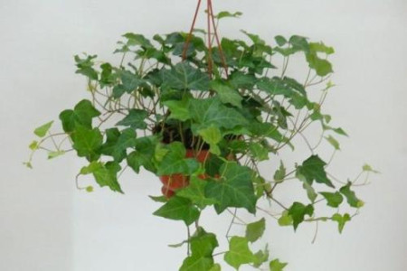 什么植物适合放在卧室