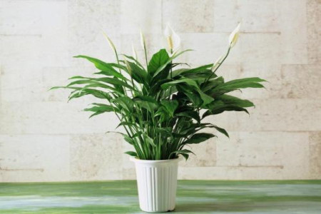 什么植物适合放在卧室