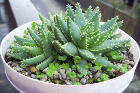 什么植物养不死