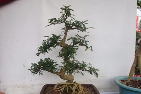 胡椒木和清香木哪个贵