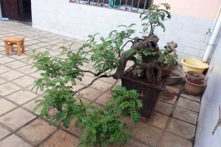清香木多少钱一盆