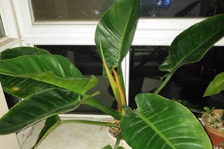 金钻长得太散解决办法