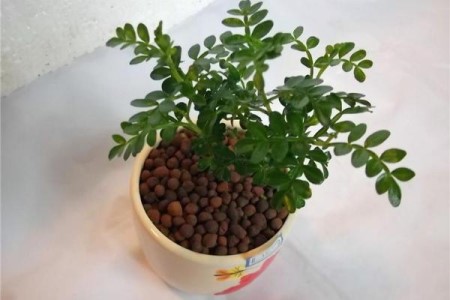清香木多少钱一盆