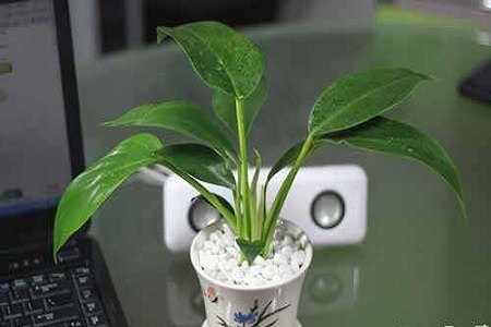 金钻长得太散解决办法