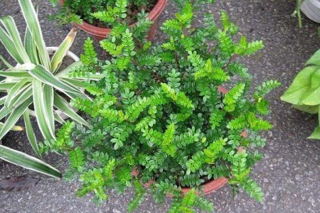 清香木与胡椒木哪个好