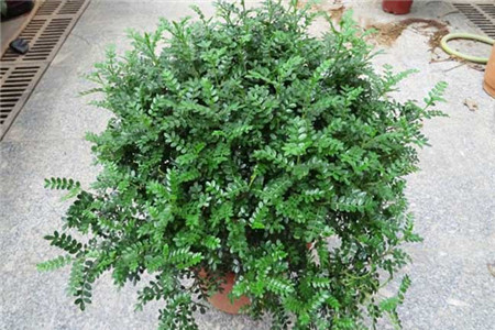 清香木与胡椒木哪个好