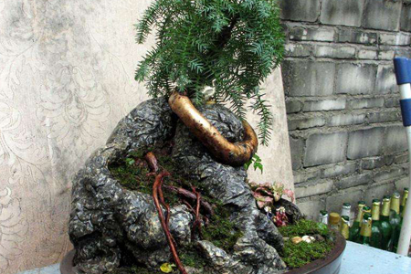 澳洲杉怎么养