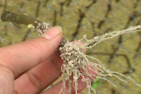 怎么样盆栽种植奇异果