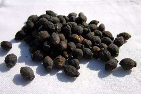 紫茉莉怎么种