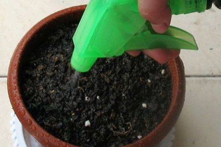 紫茉莉怎么种