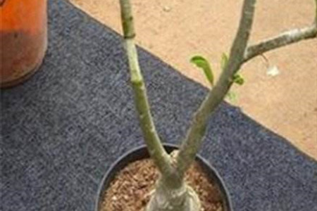 幸福树怎么繁殖