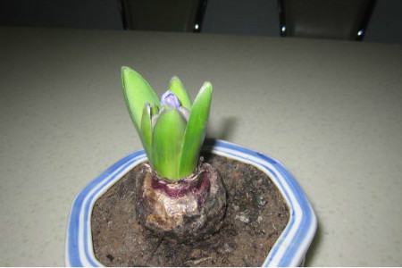 风信子的土培养殖办法