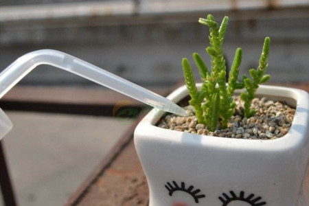 多肉植物秋天怎么浇水