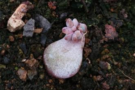 多肉植物叶片多长发芽