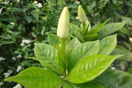 秋天栀子花还有花蕾能开吗
