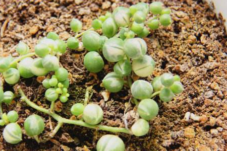 多肉植物佛珠怎么浇水