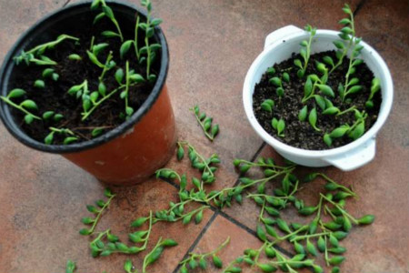 多肉植物佛珠怎么浇水