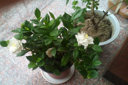 栀子花秋天怎么养