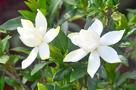 栀子花有几种品种