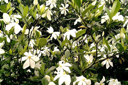 栀子花有几种品种