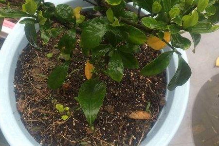 栀子花多长换一次土