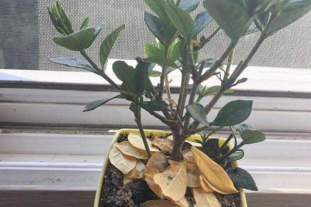 秋天栀子花掉叶什么问题
