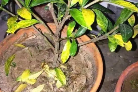 栀子花秋天落叶吗