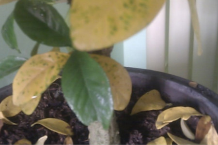 栀子花秋天落叶吗