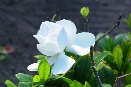 栀子花的冬天养殖办法