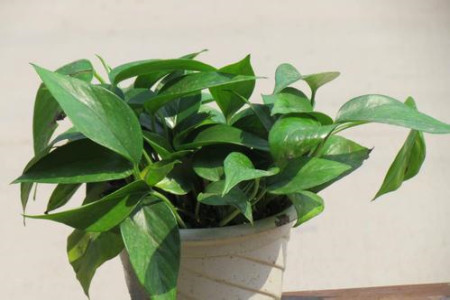 绿萝冬天会冻死吗