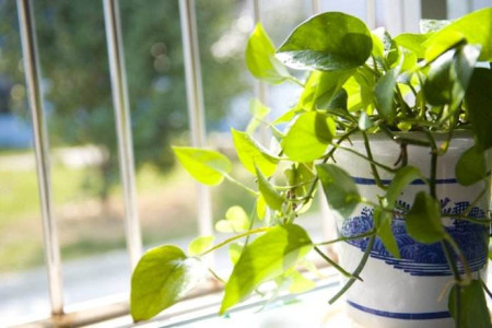 绿萝冬天会冻死吗