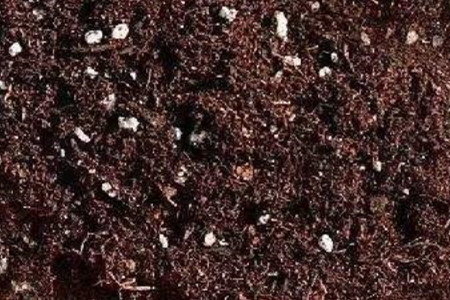 铁线莲怎么养殖