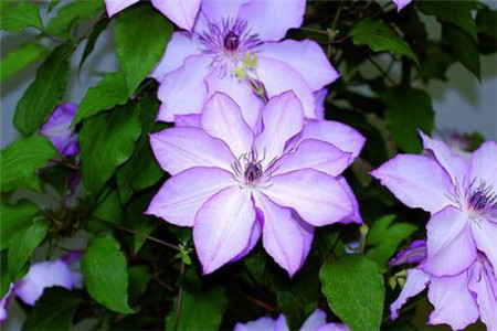 铁线莲怎么养殖