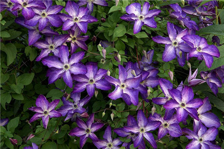 铁线莲怎么养殖