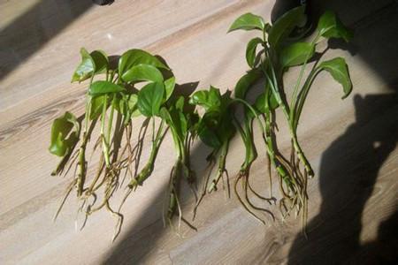 水培绿萝能长大吗